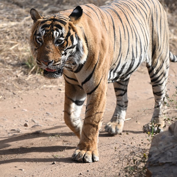 Stork Billed Kingfisher