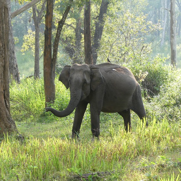 Stork Billed Kingfisher
