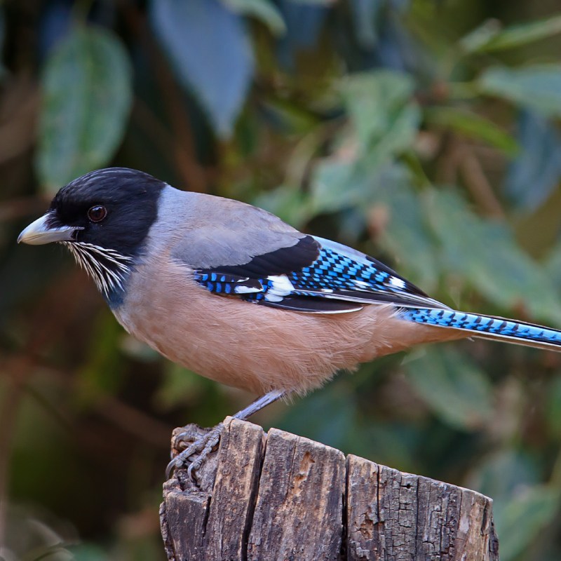 Stork Billed Kingfisher