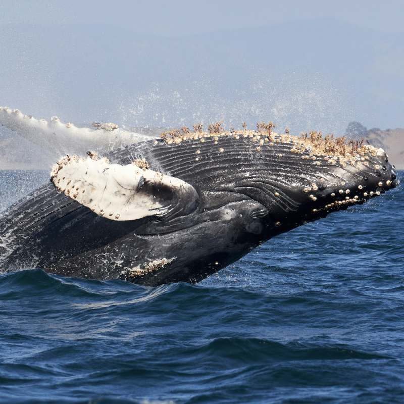 Stork Billed Kingfisher