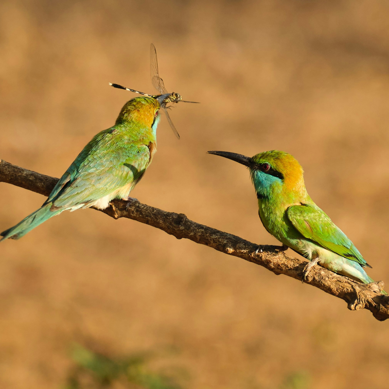 Stork Billed Kingfisher