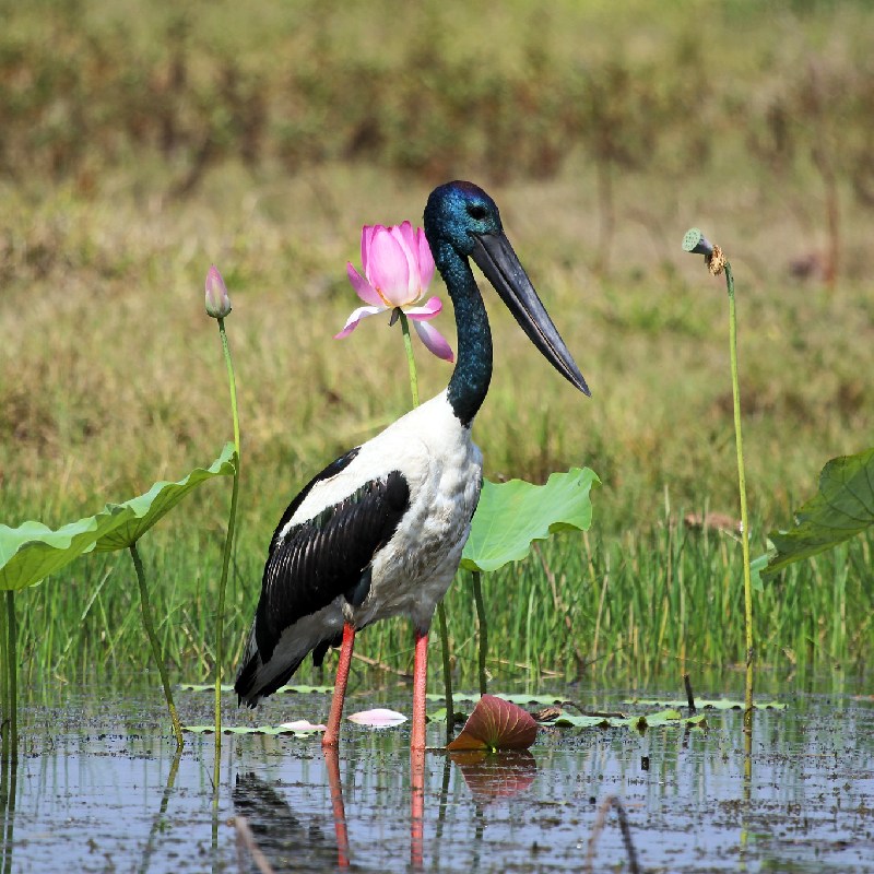 Stork Billed Kingfisher