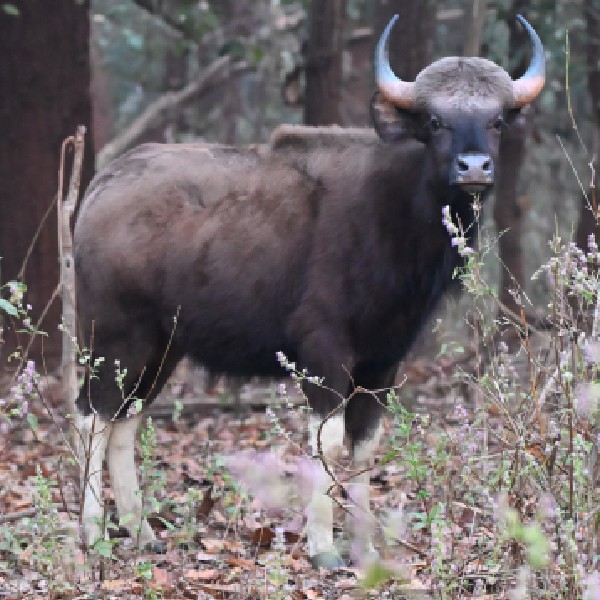 Stork Billed Kingfisher