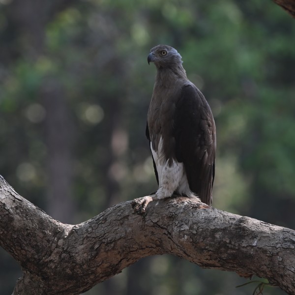 Stork Billed Kingfisher