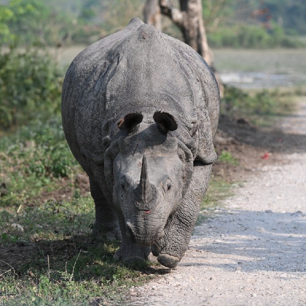 Stork Billed Kingfisher