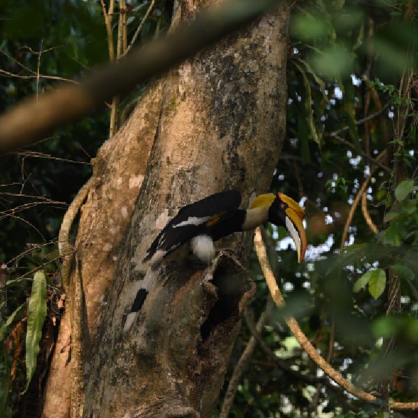 Stork Billed Kingfisher