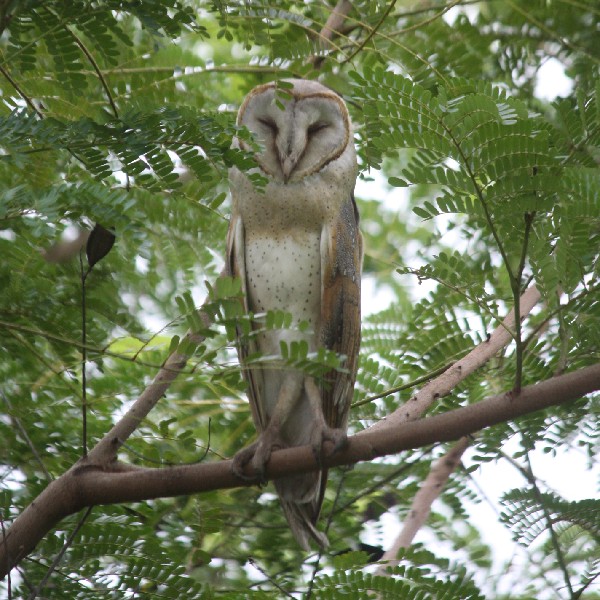 Stork Billed Kingfisher