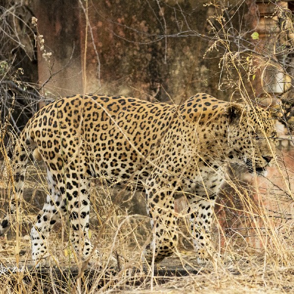 Stork Billed Kingfisher