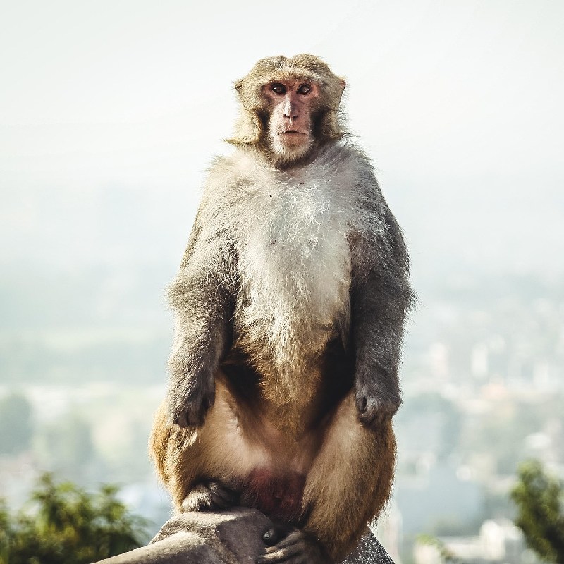 Stork Billed Kingfisher