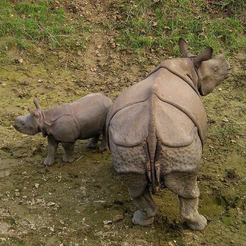 Stork Billed Kingfisher