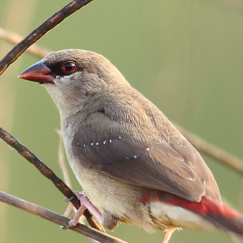 Stork Billed Kingfisher