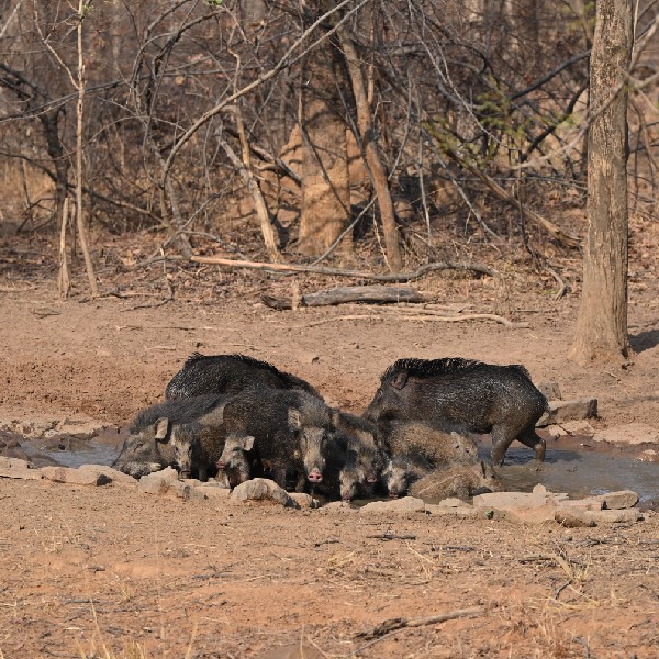 Stork Billed Kingfisher