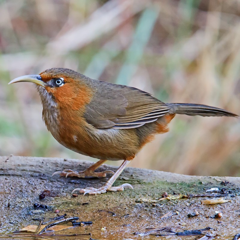 Stork Billed Kingfisher