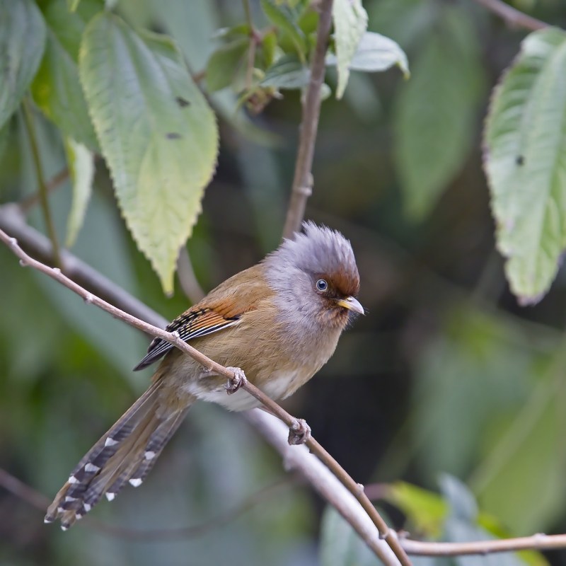 Stork Billed Kingfisher