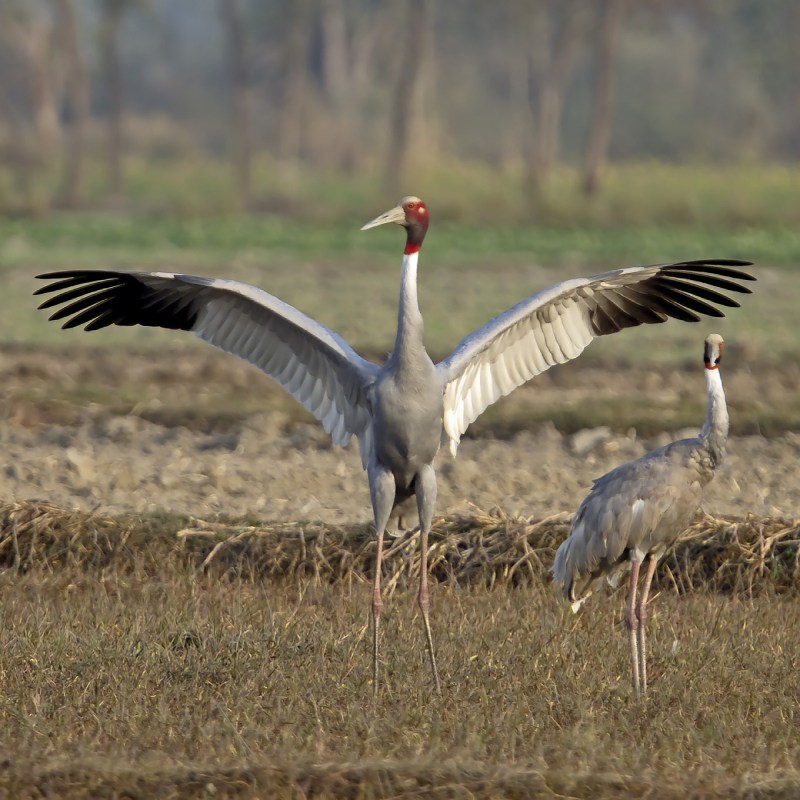 Sarus_Crane