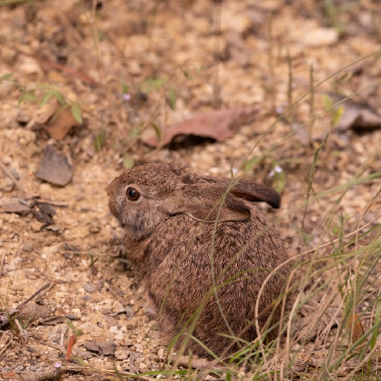 Stork Billed Kingfisher