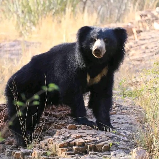 Stork Billed Kingfisher