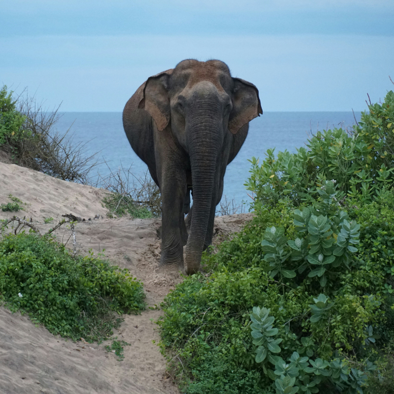 Stork Billed Kingfisher