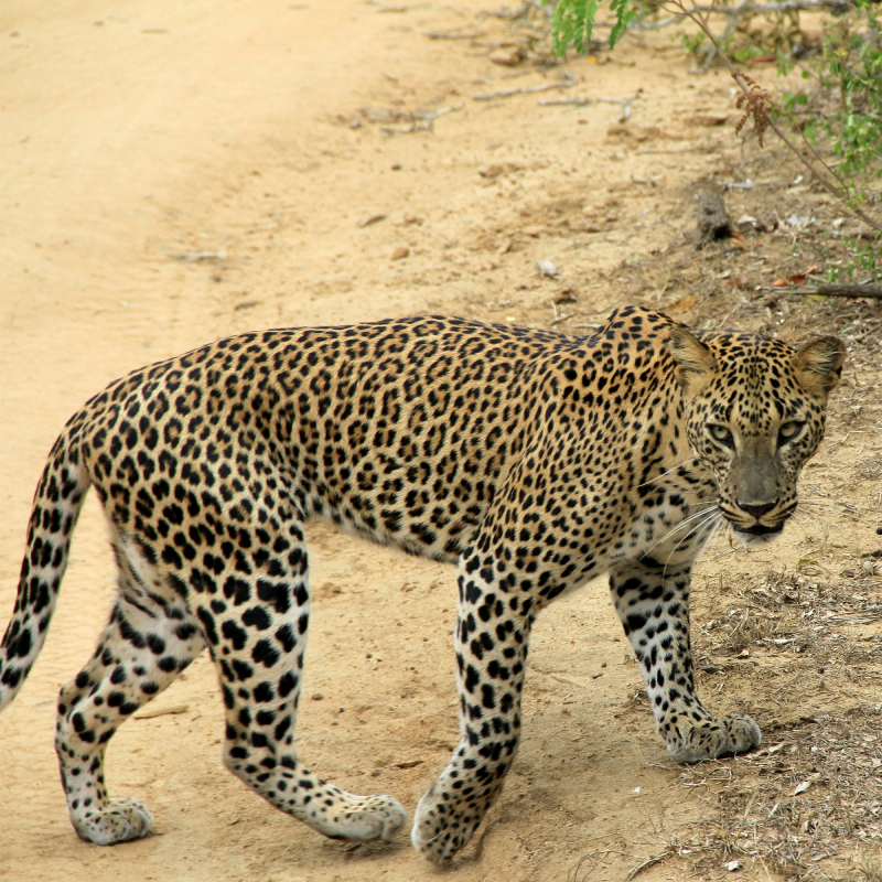 Stork Billed Kingfisher