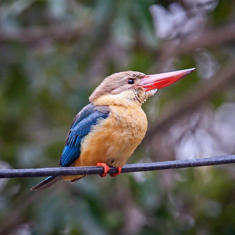 Stork Billed Kingfisher
