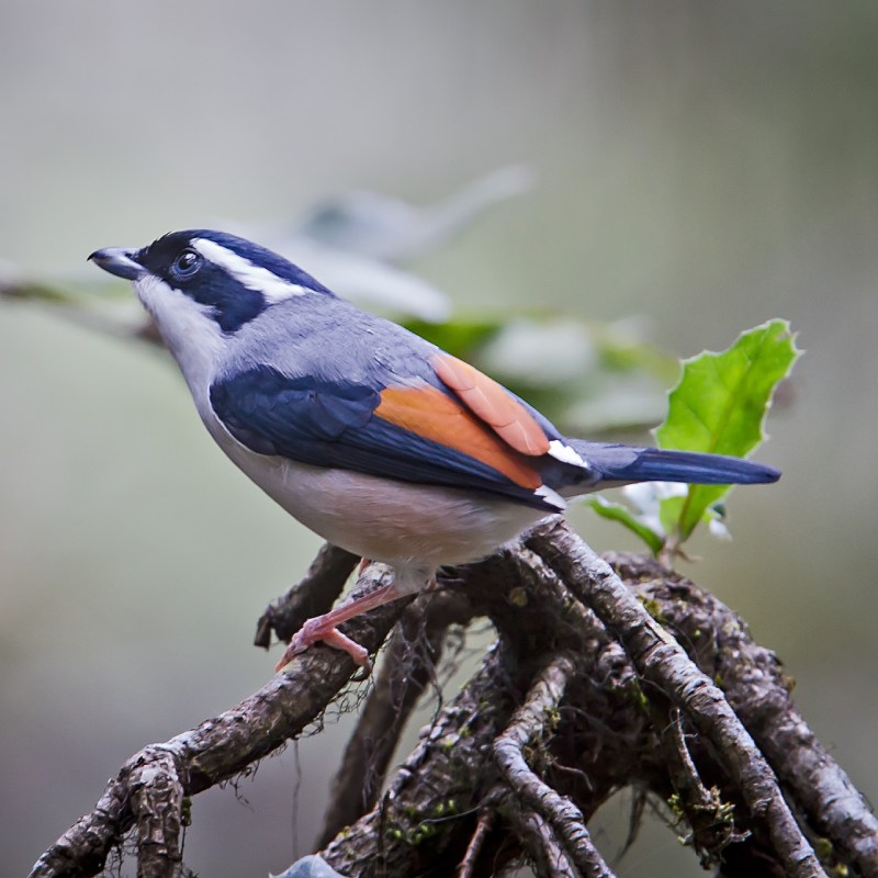 Stork Billed Kingfisher