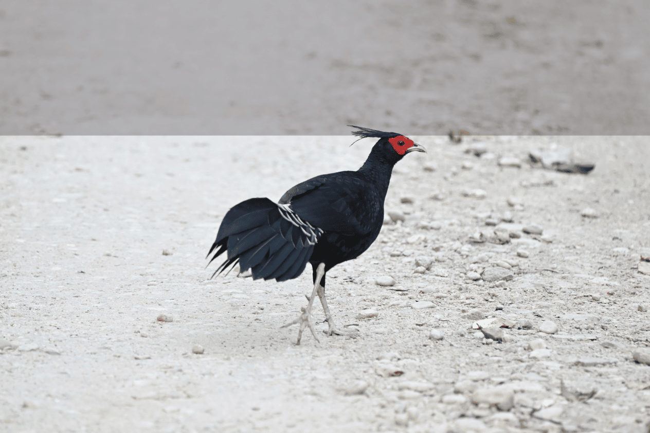Kalij Pheasant