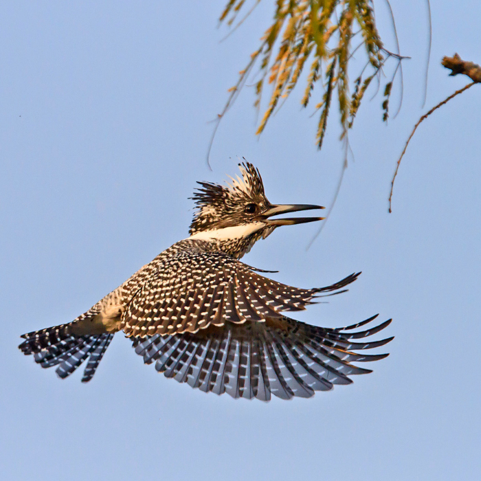 Spotted Owl